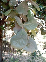 Quercus obtusata