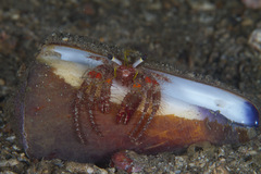 Dardanus sanguinolentus
