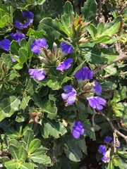 Blepharis natalensis