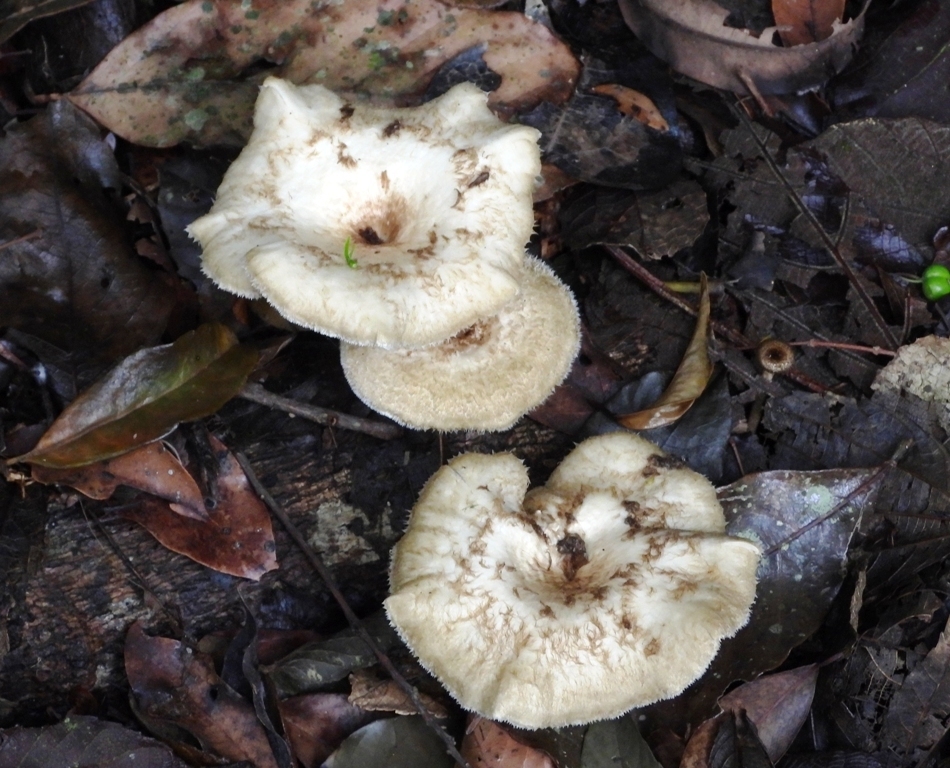 Lentinus crinitus · November 2023 · photo: © pedro1203 (iNaturalist, cc-by)