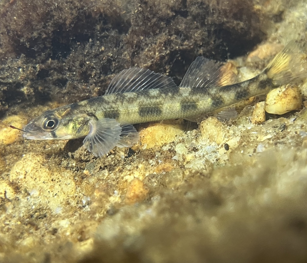 Shield darter (Percina peltata) — Percidae