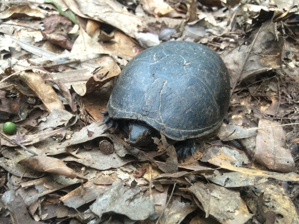 Striped Mud Turtle from SR-110, Woodbine, GA, US on August 8, 2014 at ...