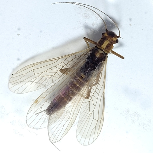 Isoperla albanica