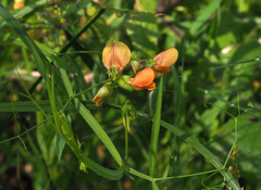 Lathyrus hierosolymitanus