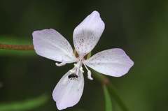 Clarkia similis
