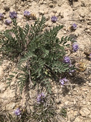 Astragalus lotiflorus