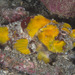 Yellowfin Scorpionfish - Photo (c) Mark Rosenstein, some rights reserved (CC BY-NC), uploaded by Mark Rosenstein