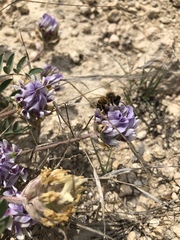 Astragalus lotiflorus