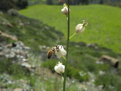 Caulanthus amplexicaulis barbarae