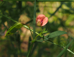 Lathyrus marmoratus
