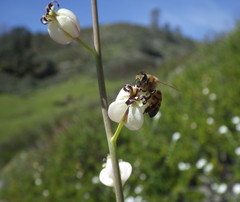 Caulanthus amplexicaulis barbarae