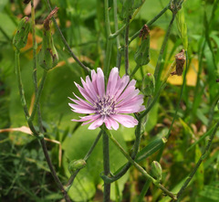 Lactuca tuberosa