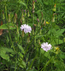 Lactuca tuberosa