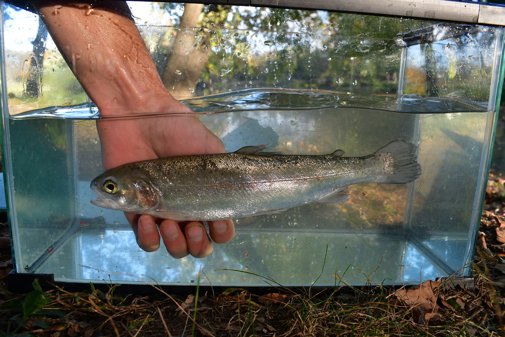 Rainbow Trout from Frederick County, VA, USA on October 22, 2022 at 04