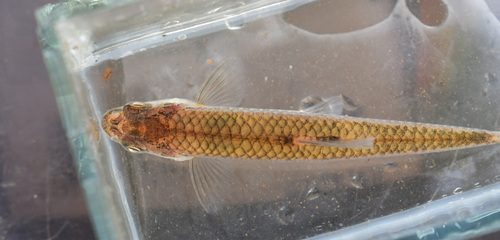Swallowtail shiner (Notropis procne) — Cyprinidae — 3