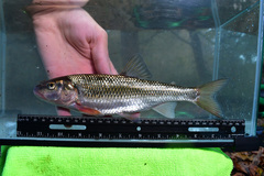 Fallfish photo 4