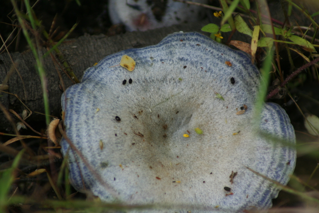 Indigo Milk Cap From Zapopan Jal M Xico On October At Am By Luis F Ram Rez