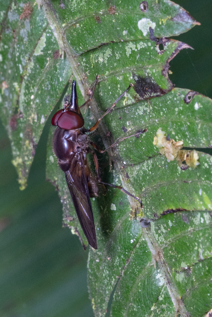 Rhingia longirostris