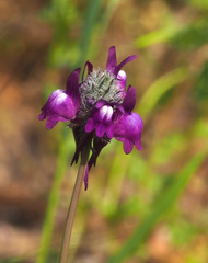Linaria joppensis