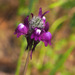 Linaria joppensis - Photo (c) Ron Frumkin, some rights reserved (CC BY-NC), uploaded by Ron Frumkin