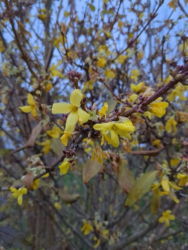 weeping forsythia (Forsythia suspensa)