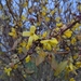 Forsythien (Forsythia): Herkunft und Verwendung — foto 1