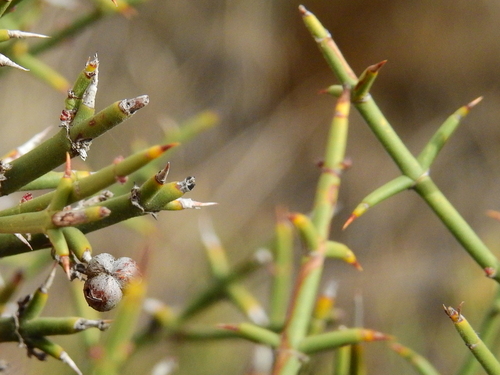 Image of Discaria americana by (c) Guillermo Debandi, some rights reserved (CC BY)