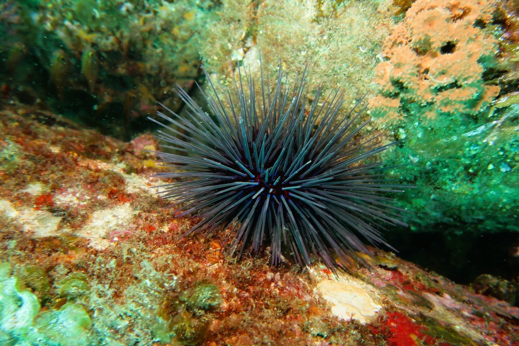 Western long-spined sea urchin from Rapid Bay jetty on November 19 ...