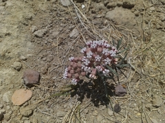 Asclepias senecionifolia