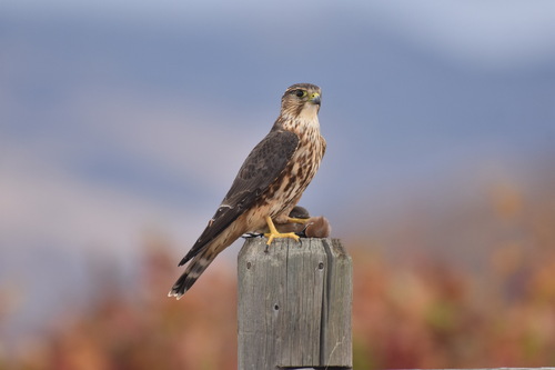 Falco columbarius Linnaeus, 1758