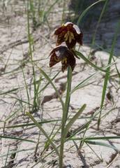 Fritillaria atropurpurea