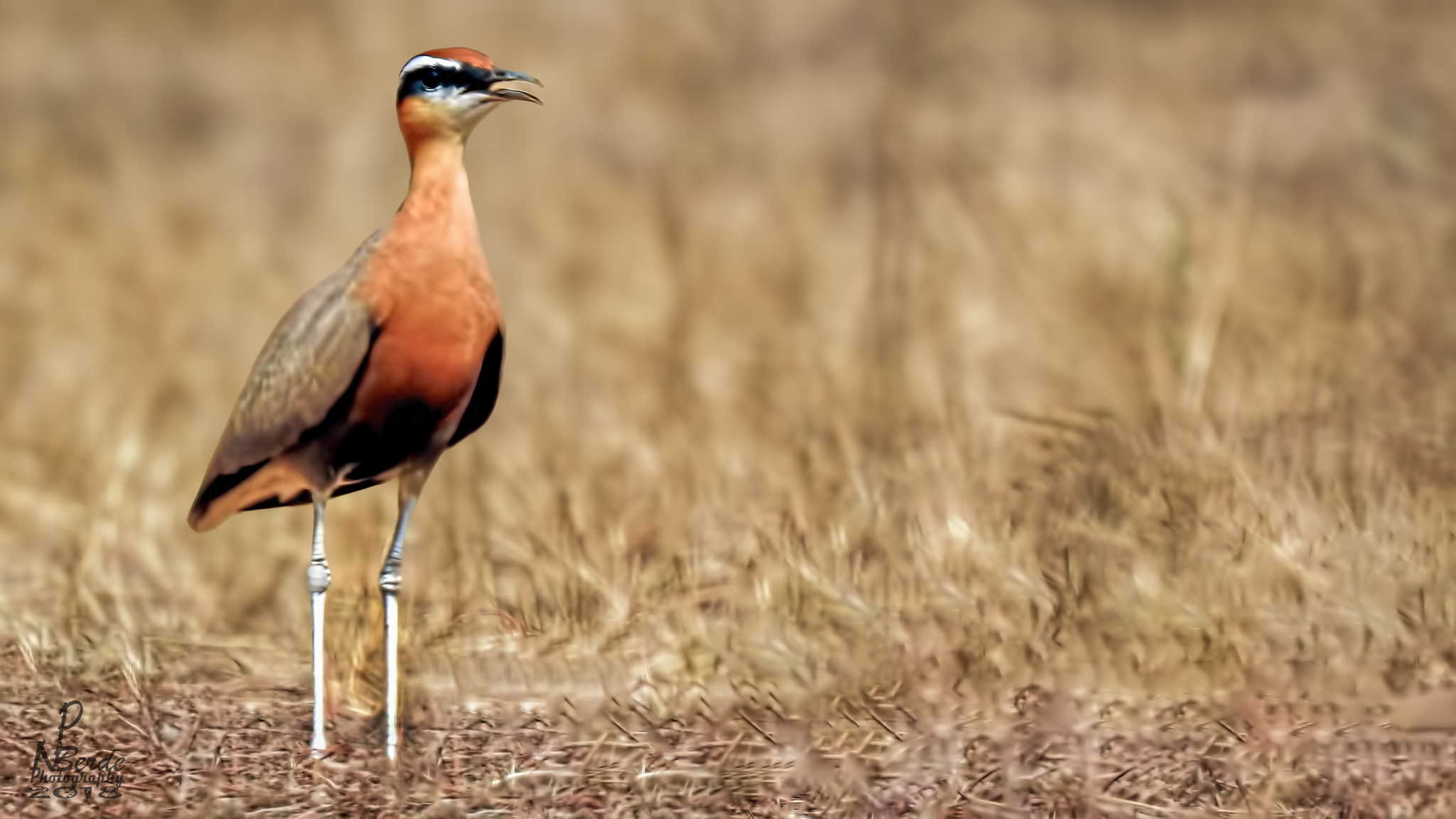 Indian Courser illustration