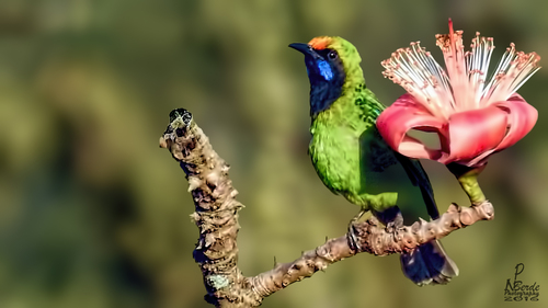Golden-fronted Leafbird (Chloropsis aurifrons), photo 8