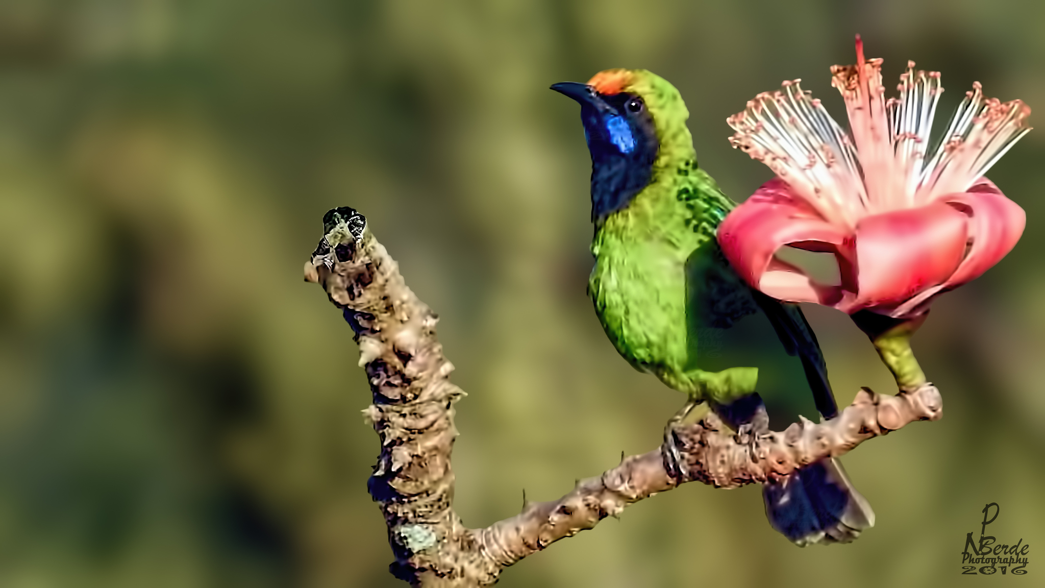 Golden-fronted Leafbird (Chloropsis aurifrons)