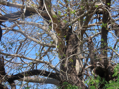 Image of Ficus petersii by (c) Valentin Moser, some rights reserved (CC BY)