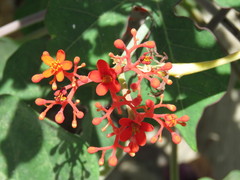 Jatropha podagrica