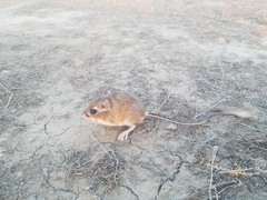 Dipodomys heermanni