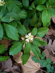 Pachysandra
