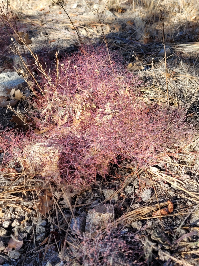 Parish S Wild Buckwheat From Big Bear Lake Ca Usa On November At Am By