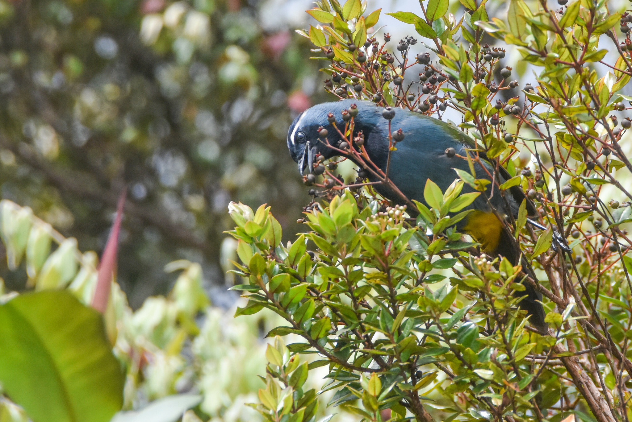 Eastern Crested Berrypecker (Paramythia montium), photo 2