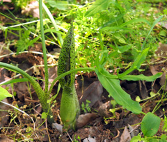 Eminium spiculatum