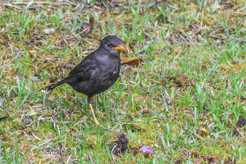 Papuan Island Thrush (Turdus papuensis), photo 10