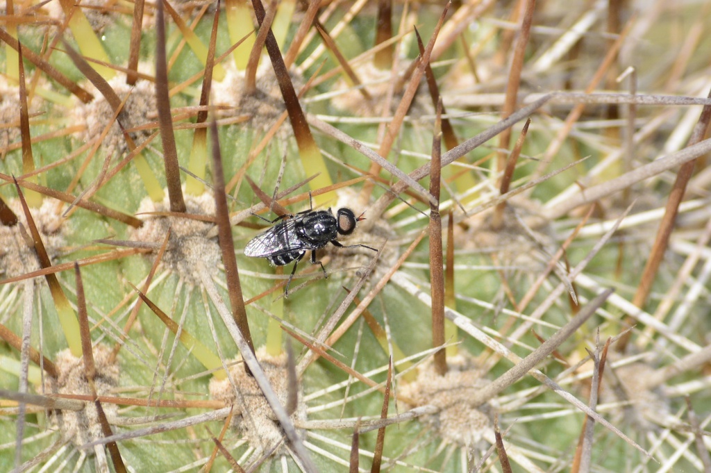 Abasanistus rubricornis