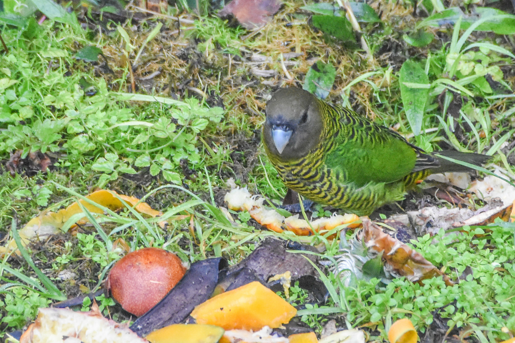 Brehm's Tiger Parrot (Psittacella brehmii), photo 5