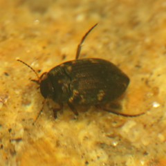 Leconectes striatellus
