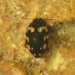 Clarkhydrus corvinus