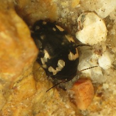 Clarkhydrus corvinus