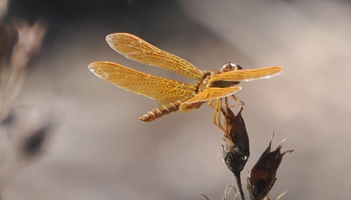 iNaturalist observation photo of Mexican Amberwing