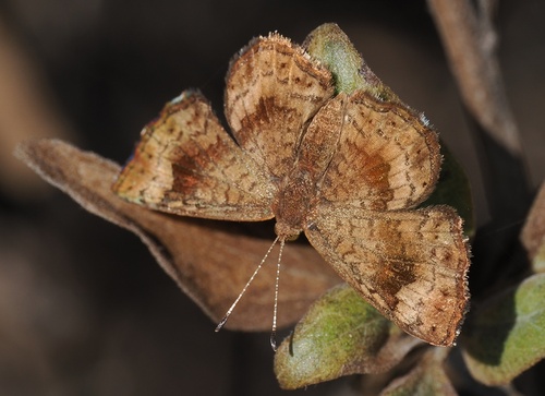 iNaturalist observation photo of Fatal Metalmark
