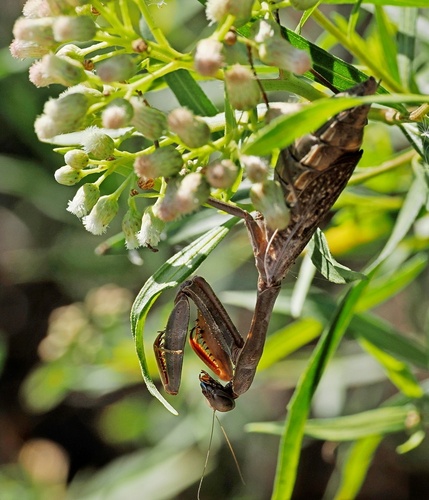 iNaturalist observation photo of Arizona Mantis